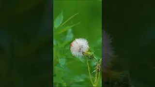 Nature Scenery (4) [4K UHD] #shorts #softpeace