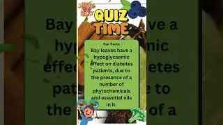 Bay Leaves for Diabetes Natural Blood Sugar Control Explained