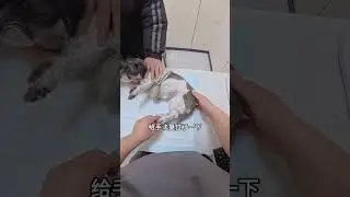 What happened in the hospital today#Animal Hospital#veterinarian#Repairing cats and dogs#A