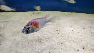 www.tropheus.com.pl - Astatotilapia burtoni Katonga WF