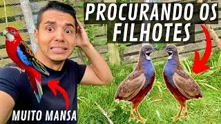 Procurando filhotes de codorna chinesa | Rosela Mansa | Aves Recriar