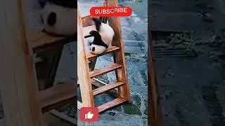 Baby Panda Crying 😭#panda #babypanda #pandabears #foryou #baby #cute &lrm;⁨@RandomvideosRSM⁩&nbsp;