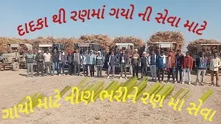 કચ્છના નાના રણમાં આવેલ વશરાજ દાદા ના મંદિરે ગાયોની સેવા  માટે નીણ ભરીને દાદકા થી વશરાજ