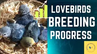 Lovebirds Breeding Progress | Parblue Opaline x Blue Euwing #parakeet