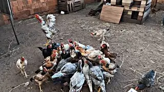 CRIAÇÃO DE GALINHAS CASEIRAS: O MANEJO QUE SALVA SEU LUCRO