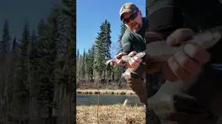 Grayling fishing, North Pole, Alaska.