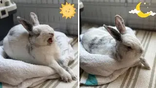 13 Funny Rabbit Sleeping Positions/Poses