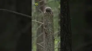 Galheri and Oloo #viral #nature #birds #wildlife #realnature #galhri #owl #shorts #short #real