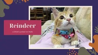 This is Reindeer: A kitten's protest with meds (Rescued on Jan 3, 2021)