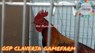 FIGBA FIESTAG 2023 GSP CLAVERIA GAMEFARM