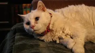 THE STORY OF GARFUNCLE!