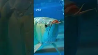 Одиноко ли бывает у красной арованы? #секреткрасногодракона