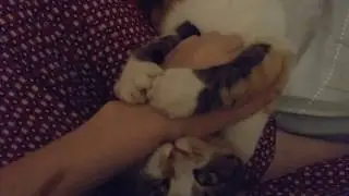 Cats playtime before bedtime