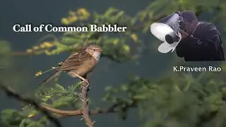 call of common babbler