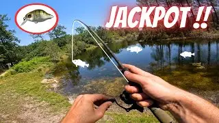 Pêche du BLACK BASS en LIGHT