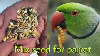 Mix seeds for parrot full detail in Hindi / parrot mania
