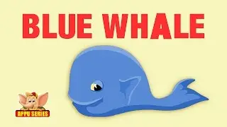Animal Facts - Blue Whale