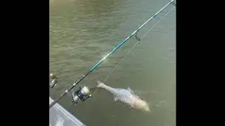 Giant bighead carp caught while snagging spoonbill