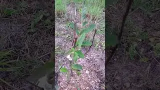 Chinese chestnut tree
