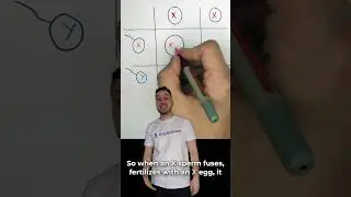 🧬 Хромосомы XX и XY: объяснение за 30 секунд! 👶 | Биология GCSE