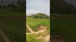 duku tengah desa maleber Kuningan Jabar #shorts #kuningan #sawah