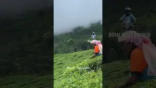 Beautiful Munnar Tea Garden |Kerala Travel|