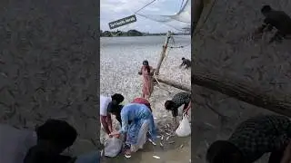 ചാകര 😱#fortkochi #chakara #fish #kochi #kochidiaries #kerala #viral #youtubeshorts
