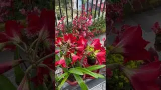 My balcony, full of flowers and sunshine
