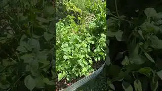 Tips for harvesting Tusli(all basils) in the heat of summer.
