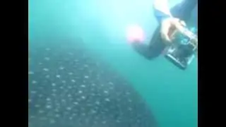 whale Shark at Donsol by Rico Tang on 3 April 2010