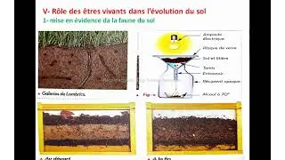 Le rôle des êtres vivants dans la formation et l’évolution du sol -tcsf  (شرح  بالدارجة)