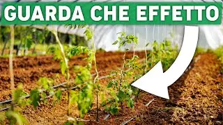 SALVARE I POMODORI PRIMA E DOPO LA GELATA