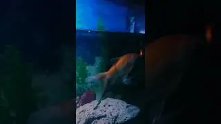 #song #trending #aquarium #alipets #aquariumfish #goldfish #viral #turtle #koi #channa #clownfish