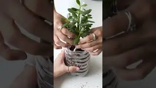 The Ultimate Plastic Bottle Garden Hack! 🌱
