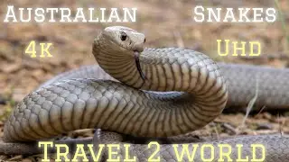 Extreme Snakes, Australia - हिन्दी डॉक्यूमेंट्री | Wildlife documentary in Hindi | TRAVEL 2 WORLD