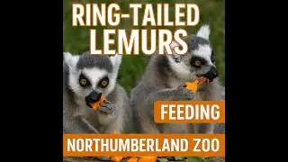 Ring-Tailed Lemurs Feeding at Northumberland Zoo
