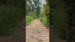 Great Dane race