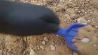 Today  found a dead baby kitten on the floor.The vet said its impossible to save it,so i burried it.