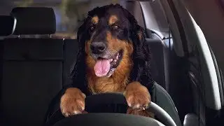 DOG DRIVING A CAR!