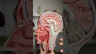 Pituitary gland #anatomy