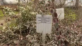 Shymkent Arboretum has expanded its plant collection.