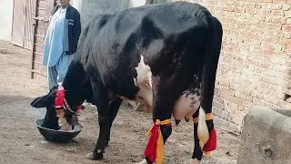 makkhan animal TV acchi gay iska rate 850000.   numbe(03020015876)