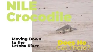 🎥 Will He Make It? Nile Crocodile&rsquo;s Slow March to the Letaba River 🐊🌊