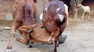 A calf drinking milk from goat newly trending video | Nikka haji