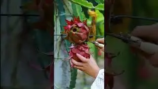 Garden fruits are so fresh and delicious / Best video every day #39