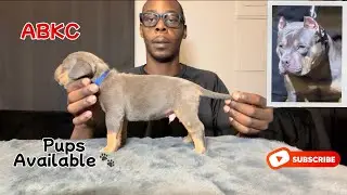 Щенки американского булли в наличии | Luxury Liter 🐾