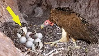 How Vulture Breeding And Laying Eggs