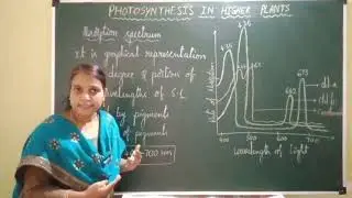 Photosynthesis - Absorption spectrum || Action spectrum