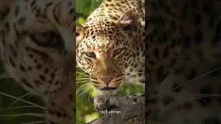 Interesting facts about leopards