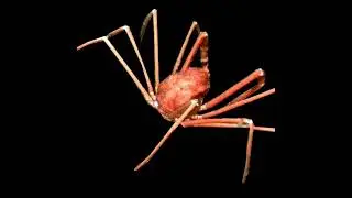 Real SCP - 098